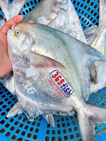 Cá Chim Trắng Biển ( 0.5-1.3kg/con ) - 369fish