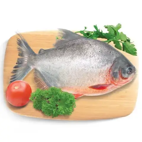 Cá Chim Rim Măng Tươi Cá Chim Rim Măng Tươi