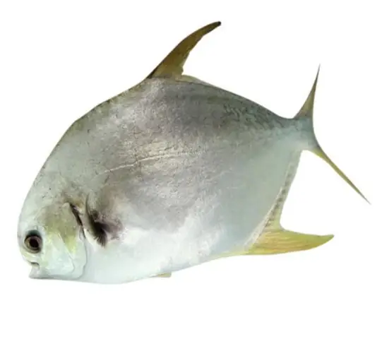 Cá Chim Trắng Có Mấy Loại