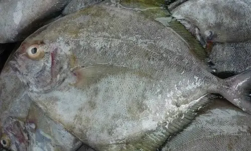 Cách Phân Biệt Cá Chim Biển Và Cá Chim Nước Ngọt? - Báo Vnexpress