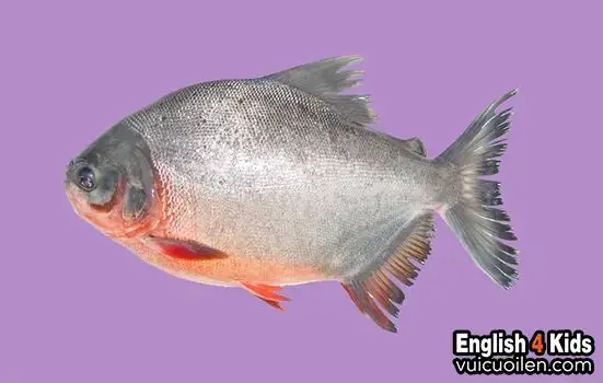 Giá Trị Dinh Dưỡng Của Cá Chim