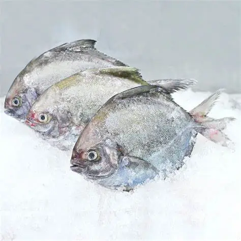 Cá Chim Tiếng Anh Là Gì