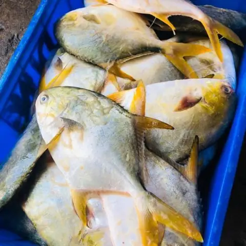 Cá Chim Vây Vàng Tự Nhiên Xịn (kg) – Hải Sản Hùng Cường Cá Chim Vây Vàng Tự Nhiên Xịn (kg) – Hải Sản Hùng Cường