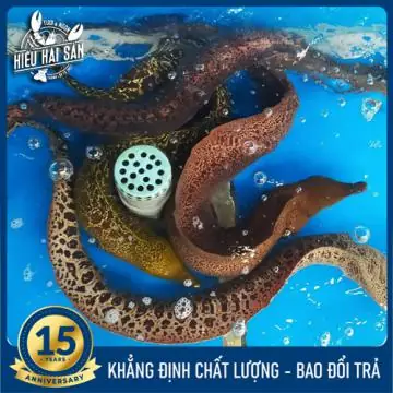 Cá Chình Biển Sống Côn Đảo Cá Chình Biển Sống Côn Đảo