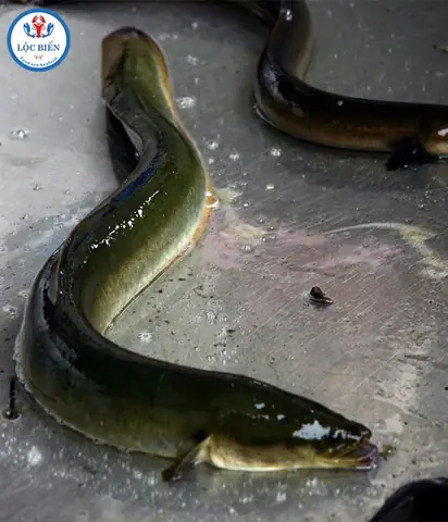 Cá Chình Biển Tươi Sống, Mua Hải Sản Chất Lượng Cao Ngay Tại Lộc ... Cá Chình Biển Tươi Sống, Mua Hải Sản Chất Lượng Cao Ngay Tại Lộc ...