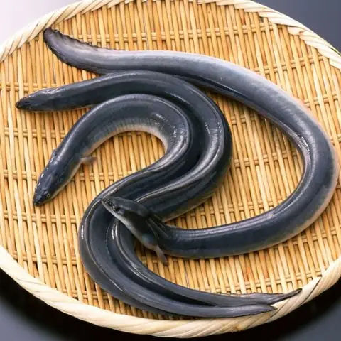 Cá Chình - Hải Sản Hoàng Gia Cá Chình - Hải Sản Hoàng Gia