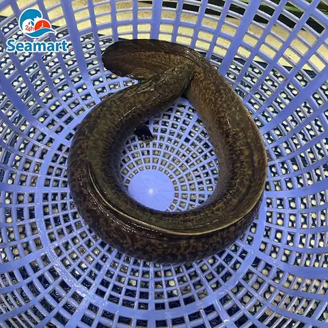 Cá Chình Bông Nước Ngọt