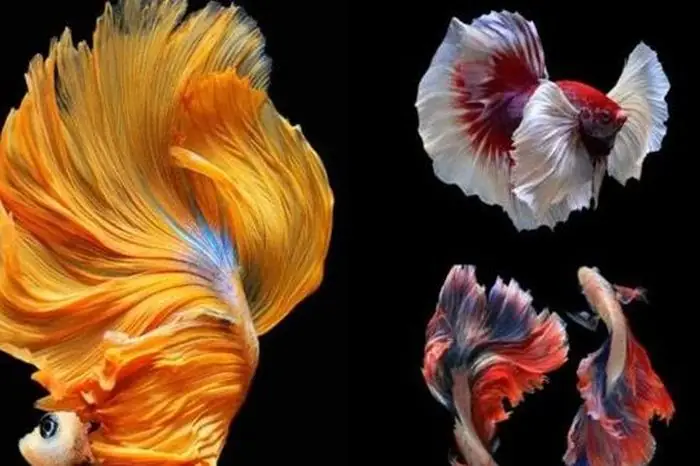 Việt Nam Sở Hữu Loại Cá Chọi Đắt Bậc Nhất Thế Giới, Vẻ Ngoài Đẹp ... Việt Nam Sở Hữu Loại Cá Chọi Đắt Bậc Nhất Thế Giới, Vẻ Ngoài Đẹp ...