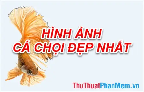 Khám Phá Bộ Sưu Tập Hình Ảnh Cá Chọi Đẹp Nhất Khám Phá Bộ Sưu Tập Hình Ảnh Cá Chọi Đẹp Nhất