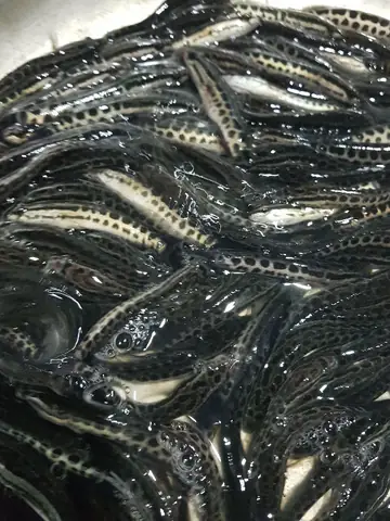 Tiêu Chuẩn Chọn Giống | Kỹ Thuật Nuôi Cá Chuối Hoa Tiêu Chuẩn Chọn Giống | Kỹ Thuật Nuôi Cá Chuối Hoa