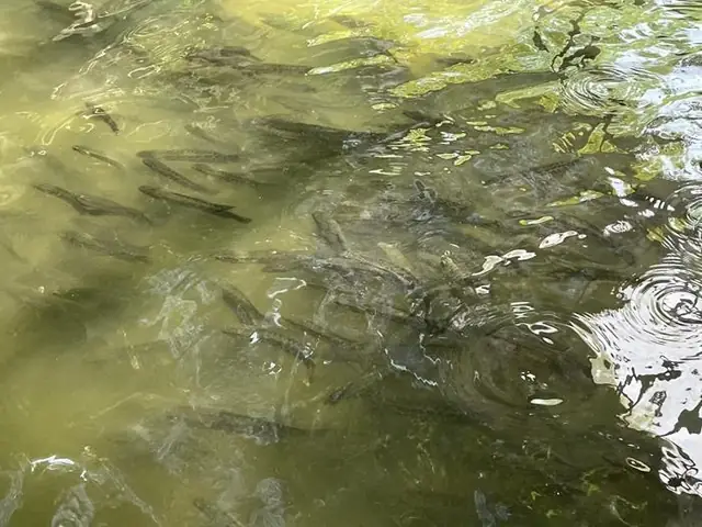 Thức Ăn Nguyên Liệu Khác Thức Ăn Nguyên Liệu Khác