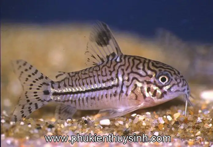 Các Loài Cá Chuột Dọn Bể Nuôi Trong Hồ Cá Thủy Sinh Các Loài Cá Chuột Dọn Bể Nuôi Trong Hồ Cá Thủy Sinh