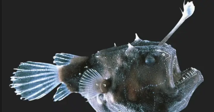 Hãi Hùng Với Tập Tính Của Loài Sinh Vật Xấu Xí Nhất Hành Tinh | Báo ...