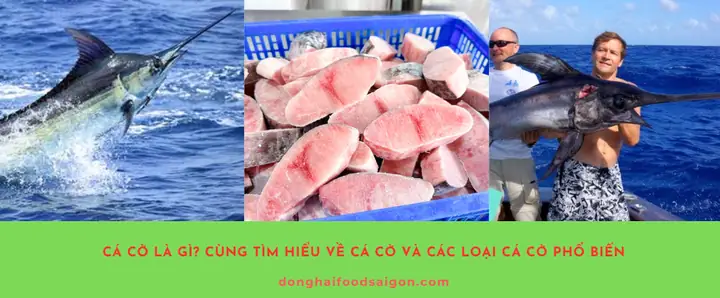 Cá Cờ Là Gì? Cùng Tìm Hiểu Về Cá Cờ Và Các Loại Cá Cờ