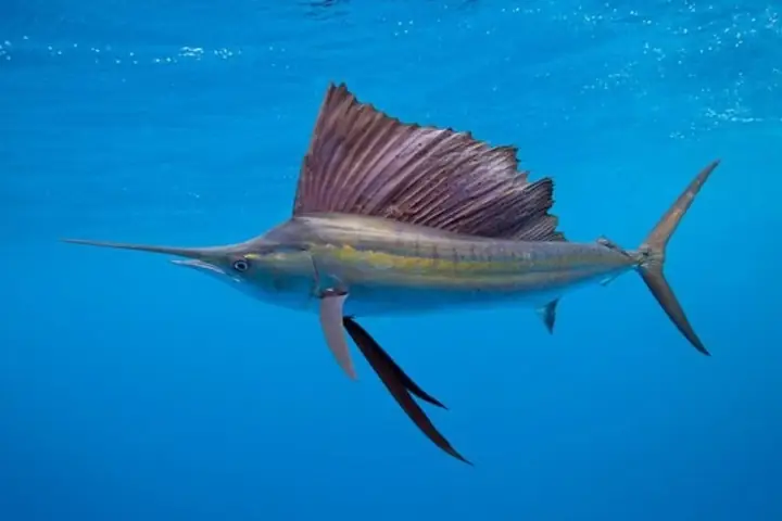 Một Số Thông Tin Về Cá Cờ Biển Và 5 Món Ăn Ngon Đầy Đủ Dinh Dưỡng ...