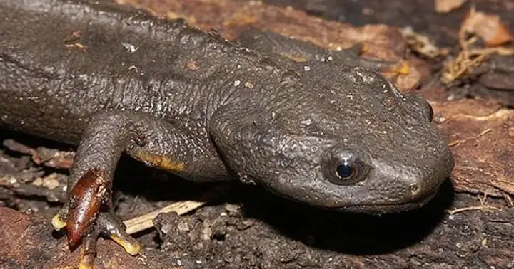 Khám Phá Và Tìm Hiểu Thông Tin Về Loài Cá Ấn Tượng - Cá Cóc Tam Đảo