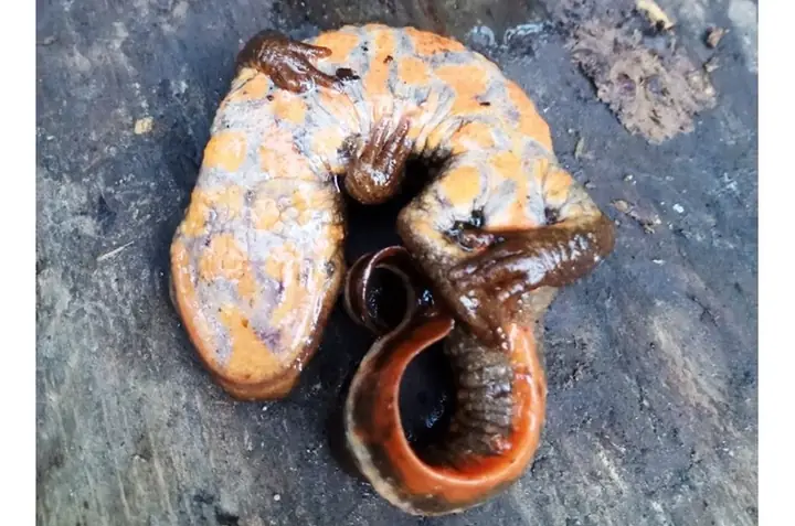 Phát Hiện Loài Cá Cóc Bụng Hoa Ở Khu Bảo Tồn Thiên Nhiên Hoàng ...