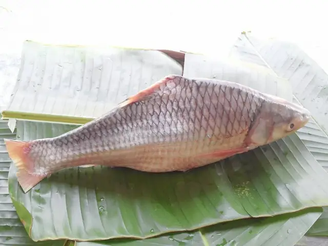 Loài Cá Cóc Đặc Sản Ở Miền Tây Tên Nghe Xấu Xí Như Thực Ra Lại Là Mỹ Ngư Sông Hậu - Ảnh 2.