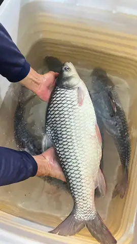 Cá Cóc Sông Hậu (size 2-5 Kg/con) Cá Cóc Sông Hậu (size 2-5 Kg/con)