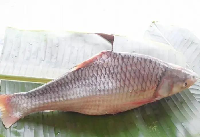 Loài Cá Cóc Đặc Sản Ở Miền Tây Tên Nghe Xấu Xí Nhưng Thực Ra Lại Là ...