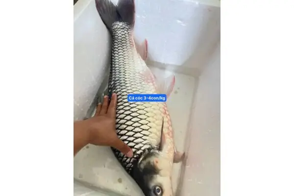 Cá Cóc – 79.000₫ | Món Ngon, Chế Biến & Bảo Quản Cá Cóc – 79.000₫ | Món Ngon, Chế Biến & Bảo Quản