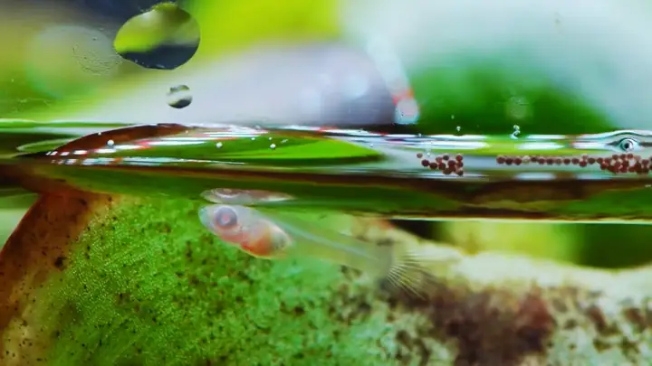 Môi Trường Sống Cho Cá Bảy Màu Con