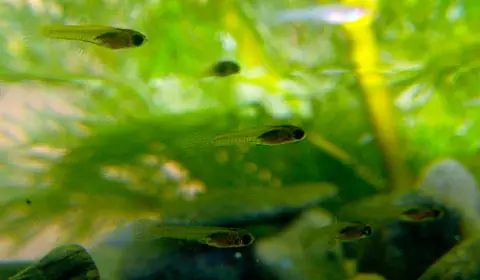 Thức Ăn Cho Cá Bảy Màu Con Thức Ăn Cho Cá Bảy Màu Con