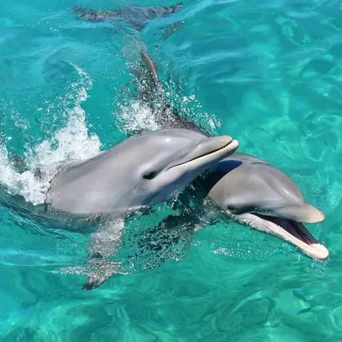 Tìm Hiểu Về Cá Heo Đẻ Trứng Hay Đẻ Con Tìm Hiểu Về Cá Heo Đẻ Trứng Hay Đẻ Con