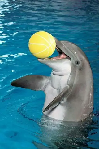 Tìm Hiểu Về Cá Heo Đẻ Trứng Hay Đẻ Con Tìm Hiểu Về Cá Heo Đẻ Trứng Hay Đẻ Con