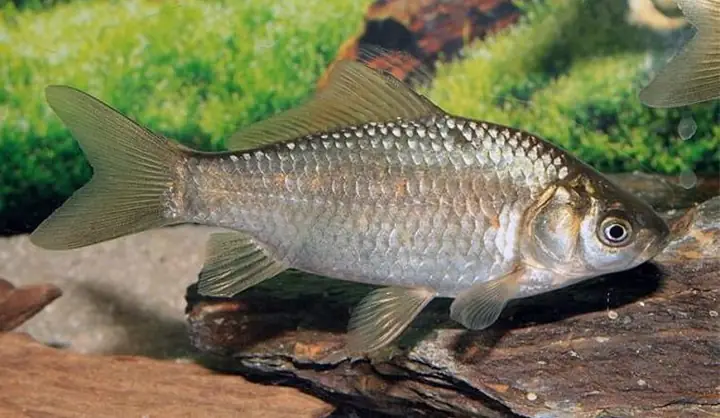 Cá Diếc Là Gì? 2 Cách Kho Cá Diếc Ngon Bạn Nên Thử Tại Nhà Cá Diếc Là Gì? 2 Cách Kho Cá Diếc Ngon Bạn Nên Thử Tại Nhà