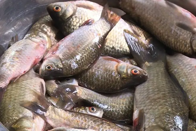 Cá Diếc Là Gì? Gợi Ý Những Món Ăn Ngon Từ Cá Diếc Bình Dị Nhưng ... Cá Diếc Là Gì? Gợi Ý Những Món Ăn Ngon Từ Cá Diếc Bình Dị Nhưng ...