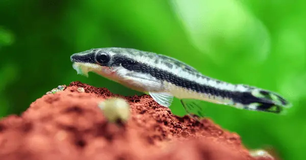 Cá Dọn Bể Ăn Gì? Lưu Ý Về Thức Ăn Cá Dọn Bể