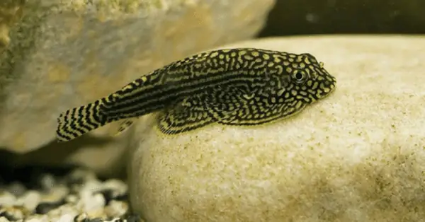 Cá Dọn Bể Ăn Gì? Lưu Ý Về Thức Ăn Cá Dọn Bể