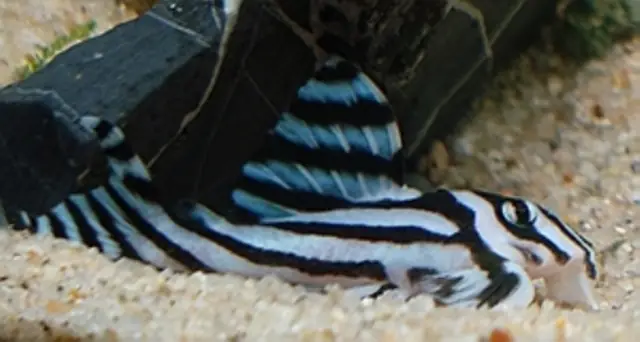 Cá Dọn Bể Ngựa Vằn Thích Hợp Bể Thủy Sinh Cá Dọn Bể Ngựa Vằn Thích Hợp Bể Thủy Sinh