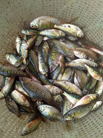 Loại Cá Bé Tí Mỗi Năm Chỉ Có Một Mùa, Trước Bơi Từng Đàn Ở Ruộng ...