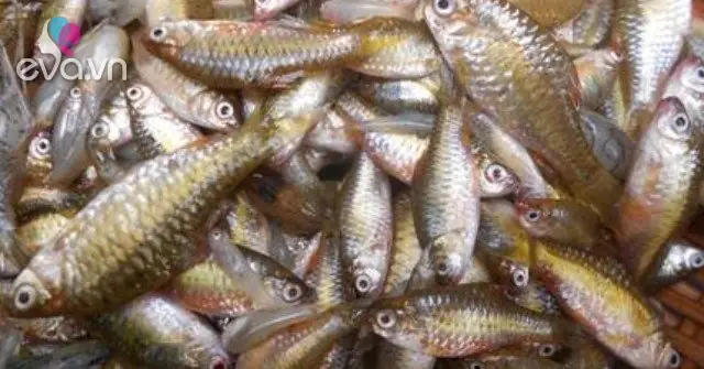 Loại Cá Nhà Nghèo Xưa Giá Rẻ Bèo, Giờ Thành Đặc Sản Vừa Ngon Vừa ...