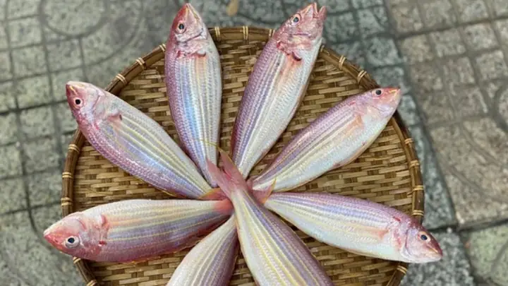 Cá Hường Là Cá Gì Cá Hường Là Cá Gì