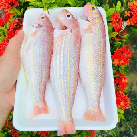 Cá Đổng Biển Cá Đổng Biển