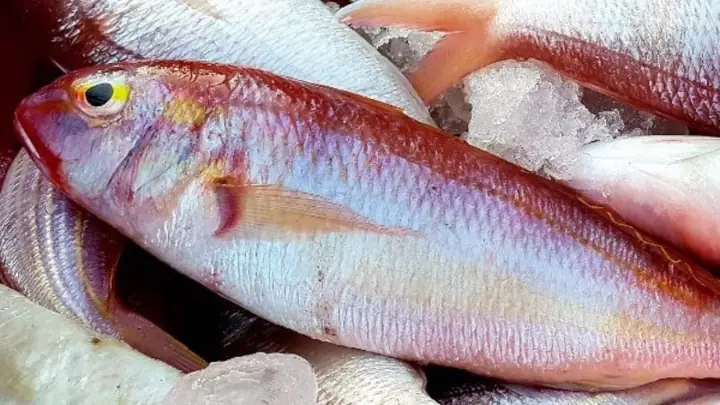 Cá Đổng Cờ Cá Đổng Cờ