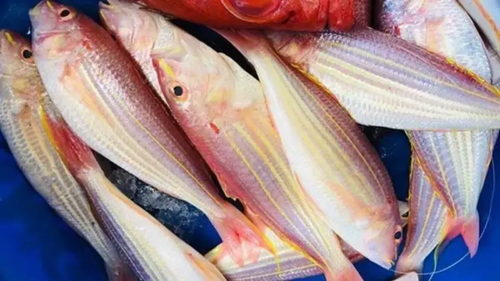 Cá Đổng Làm Gì Ngon Cá Đổng Làm Gì Ngon