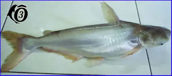 Cá Dứa Tự Nhiên Cá Dứa Tự Nhiên