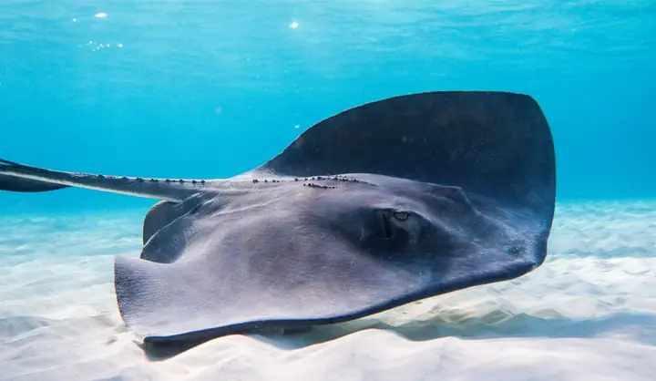 Cá Đuối Có Bao Nhiêu Loại? 13 Món Ngon Bổ Dưỡng Từ Cá Đuối