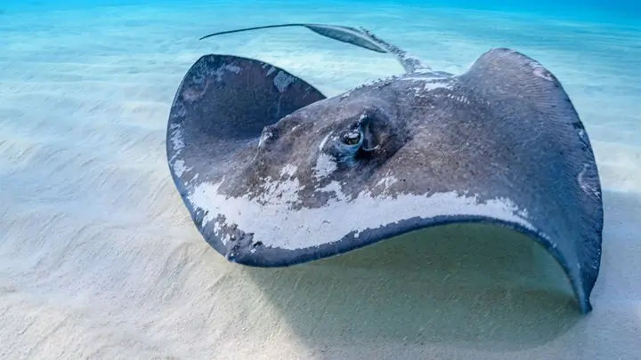 Cá Đuối: Ăn Có Tốt Không? Giá Trị Dinh Dưỡng Và Lưu Ý Khi Sử Dụng ...