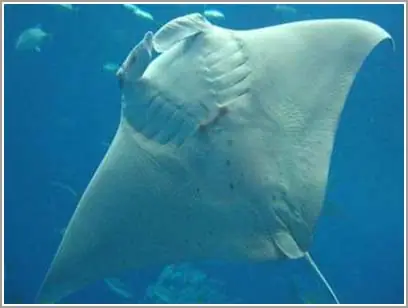 Cá Đuối Đầu Tiên Được Sinh Ra Trong Điều Kiện Nuôi Nhốt - Khoahoc.tv