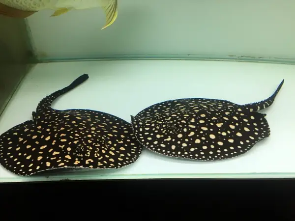 Cá Đuối Nước Ngọt Giá Bao Nhiêu