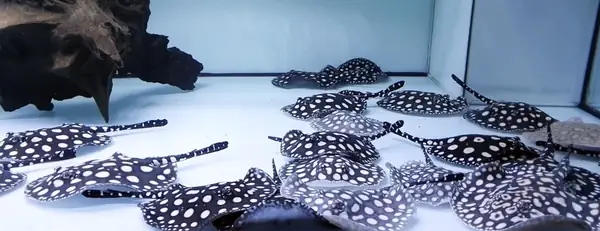 Thông Tin Về Cá Đuối Nước Ngọt (sam)