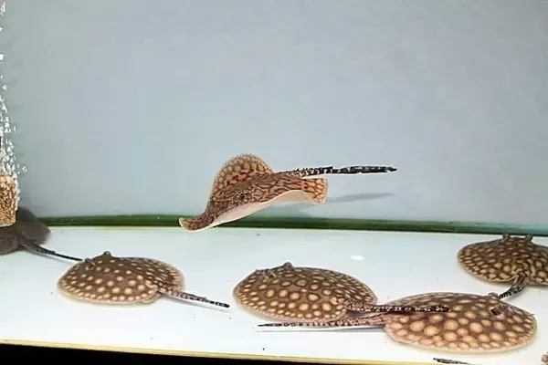 Cá Đuối Nước Ngọt Giá Bao Nhiêu