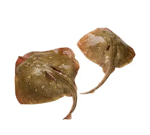 Cá Đuối Tiếng Anh Là Gì