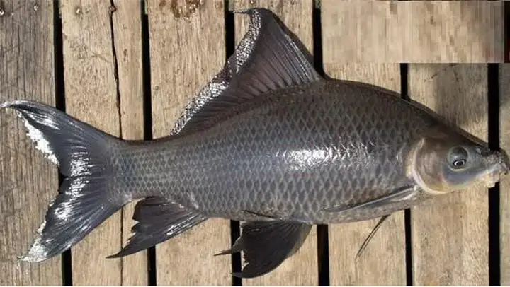 Cá Ét Mọi Giá Bao Nhiêu? Học Ngay 3 Món Ngon Đơn Giản Mà Cực Kỳ ... Cá Ét Mọi Giá Bao Nhiêu? Học Ngay 3 Món Ngon Đơn Giản Mà Cực Kỳ ...