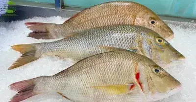 Cá Gáy Là Gì? Đặc Điểm Công Dụng Và Cách Chế Biến ... Cá Gáy Là Gì? Đặc Điểm Công Dụng Và Cách Chế Biến ...